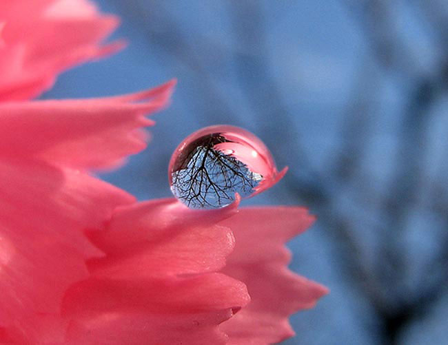 water_drops_15 (650x501, 40Kb)