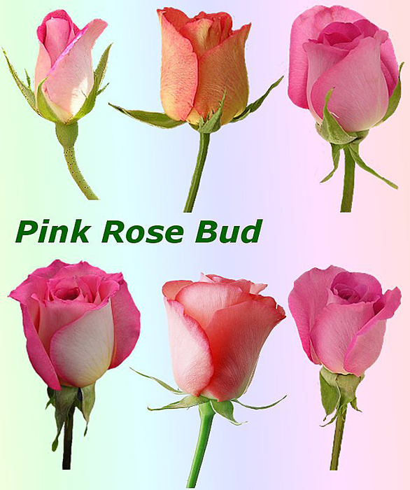 4865645_01Pink_Rose_Bud (586x700, 265Kb)