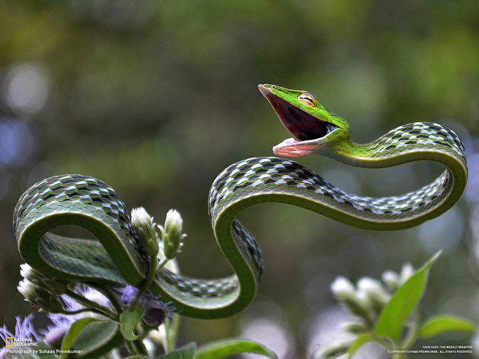 green-vine-snake1 (700x525, 121Kb)