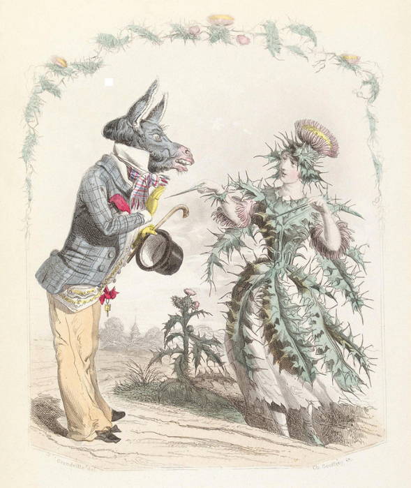 Chardon (589x700, 460Kb)