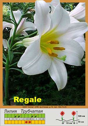 Regale (300x429, 23Kb)