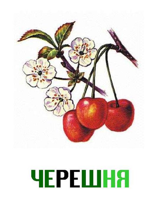 4979214_0012012CHereshnja (525x700, 38Kb)