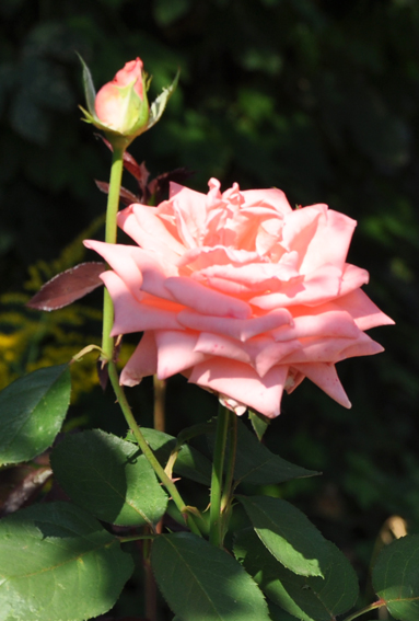 4060712_DSC_0433 (383x567, 171Kb)