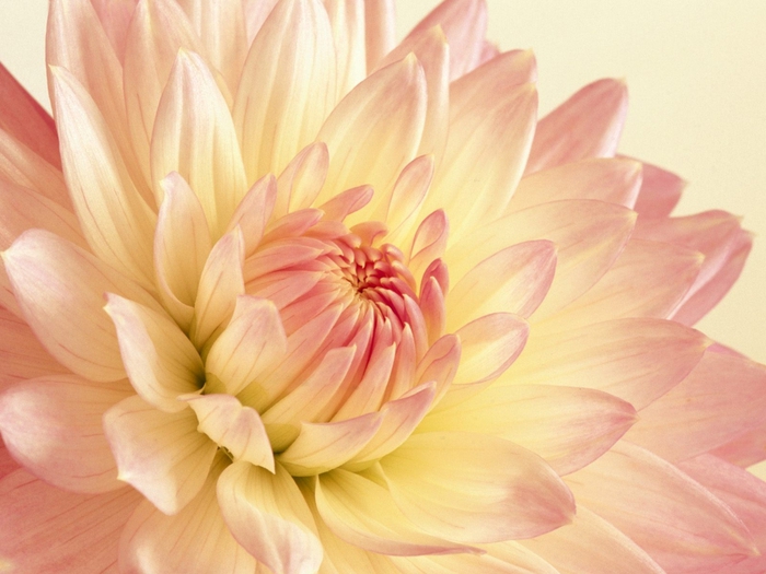 Pale-Pink-and-Yellow-Dahlia (700x525, 235Kb)