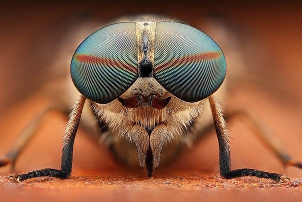 макросъемка насекомых Dusan Beno