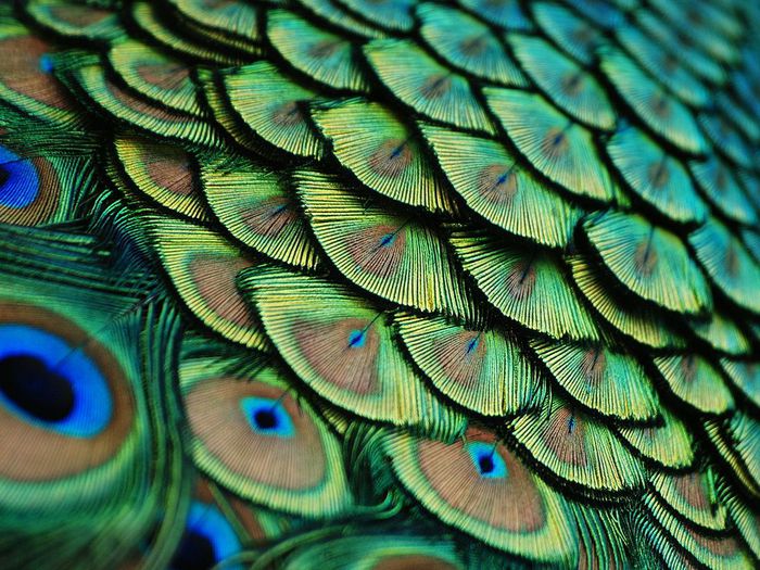 1343824032_15 (700x525, 105Kb)