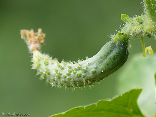 2659908740_6b634bb0e4 (500x375, 78Kb)