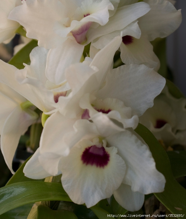 DSC01502 (595x700, 237Kb)