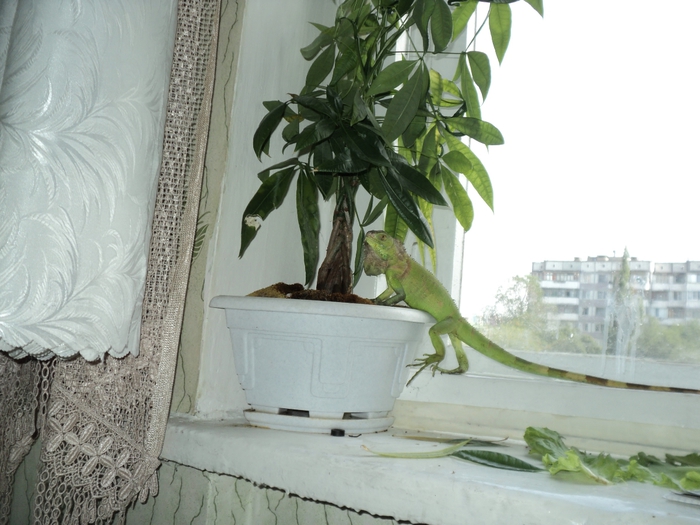 DSC04785 (700x525, 240Kb)