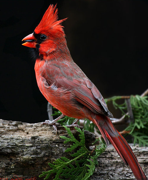 4511063_cardinal0202007 (499x607, 88Kb)