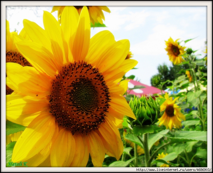 4686903_IMG_5847 (700x568, 314Kb)