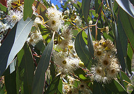 265px-Eucalyptus_flowers2 (265x186, 25Kb)