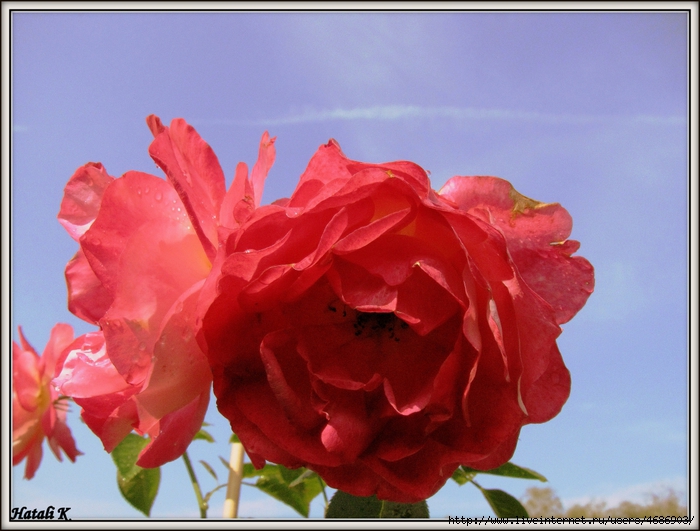 4686903_IMG_5868 (700x531, 260Kb)