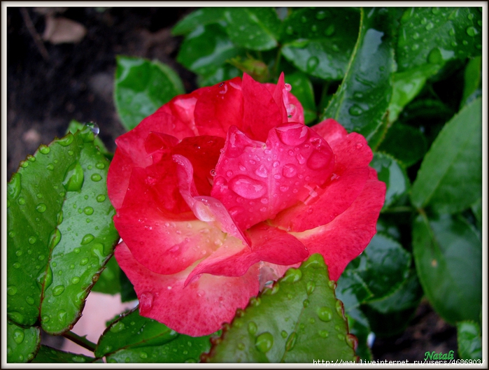 4686903_IMG_5984 (700x529, 303Kb)