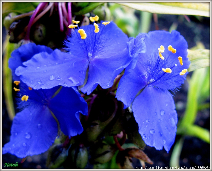 4686903_IMG_5993 (700x565, 307Kb)