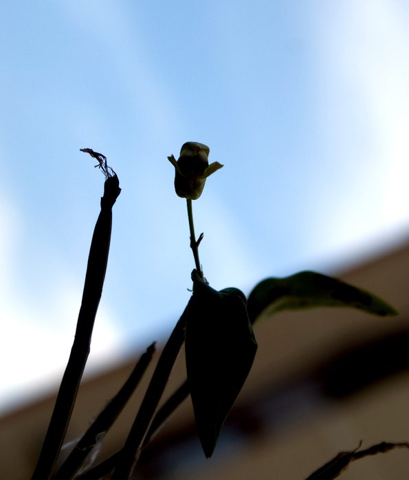 DSC01475 (595x700, 334Kb)