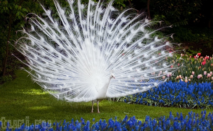 2 (700x430, 335Kb)