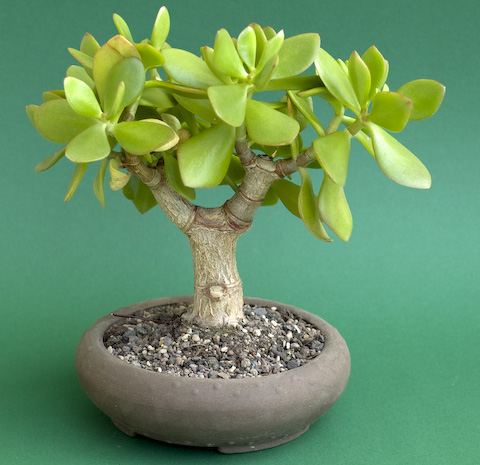 crassula_mini (480x465, 106Kb)