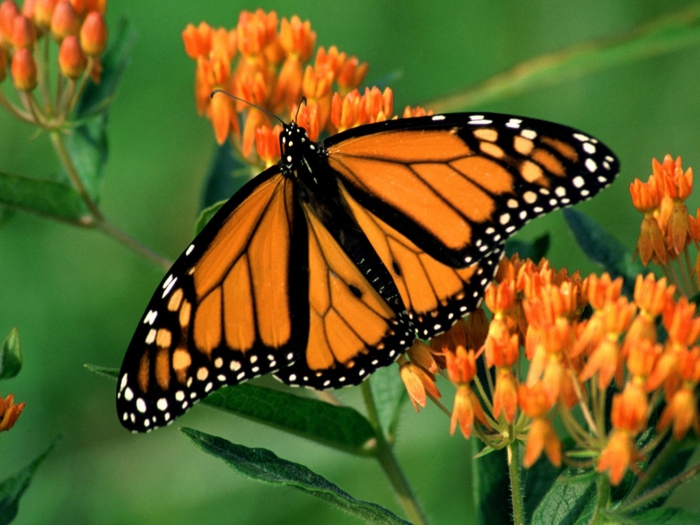 4757063_butterflies_08 (700x525, 275Kb)