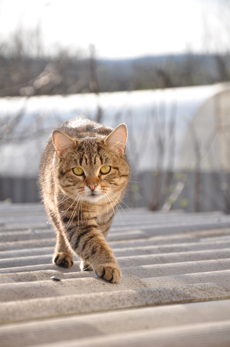 DSC_0031 (465x700, 313Kb)