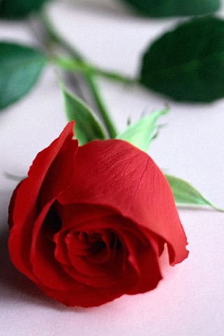 Rose_Khan (320x480, 44Kb)