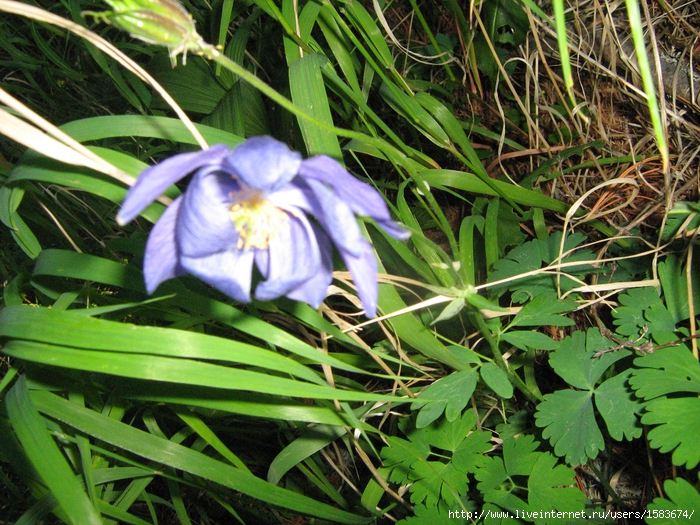 IMG_0736 (700x525, 408Kb)