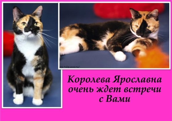  (560x396, 43Kb)