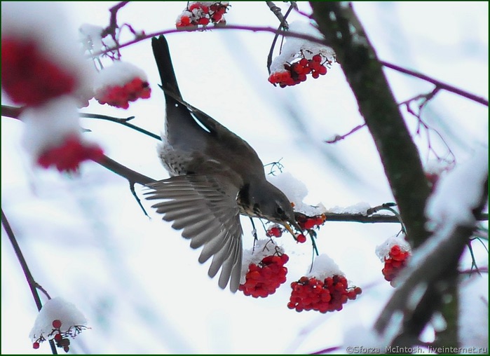 3370484_DSC_9387_JPG77 (700x508, 83Kb)