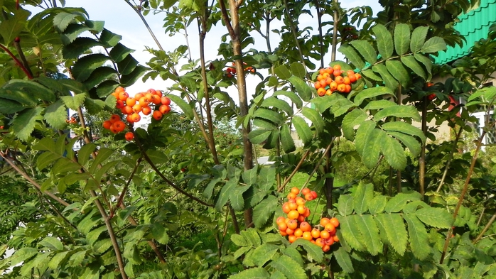 DSCN6975 (700x393, 293Kb)