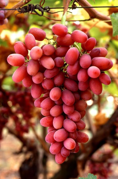 grapes (461x700, 58Kb)