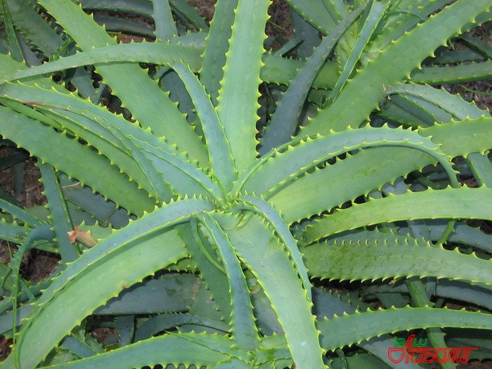 1331949233_aloe (700x525, 98Kb)