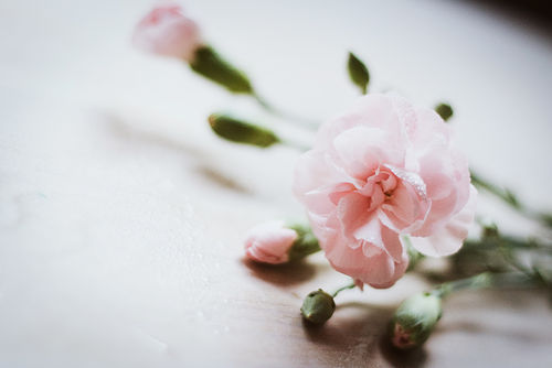 blomma_8_202751403_large (500x334, 17Kb)