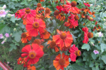  IMG_6974 (700x467, 332Kb)