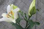  IMG_7004 (700x467, 210Kb)