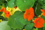  IMG_7013 (700x467, 265Kb)
