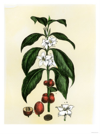 4188253_coffeetreeleavesflowersandfruit (338x450, 33Kb)