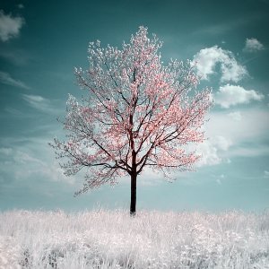 pica4u.ru_1201978408the_cherry_tree_by_gwarf (300x300, 23Kb)