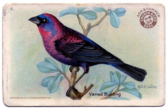 bird bunting vintage image graphicsfairy006b (700x462, 190Kb)