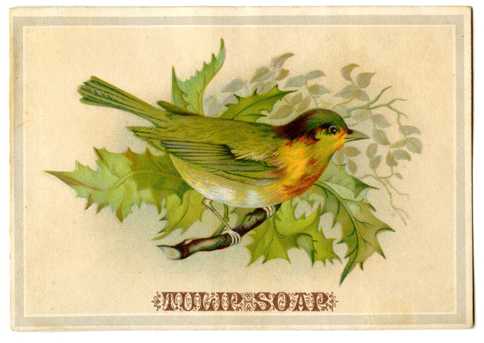 bird holly vintage image graphicsfairy004b (700x496, 275Kb)