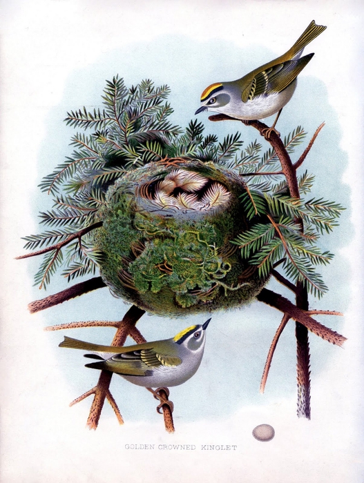 bird nest pine vintage image graphicsfairysm (527x700, 299Kb)