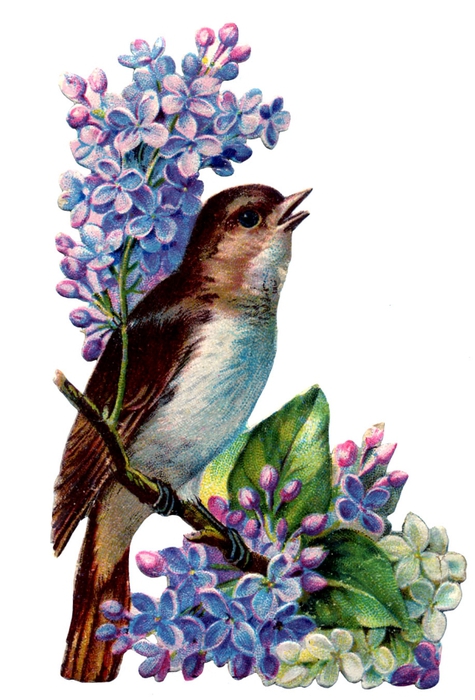 birds and flowers vintage image graphicsfairy3b (475x700, 211Kb)