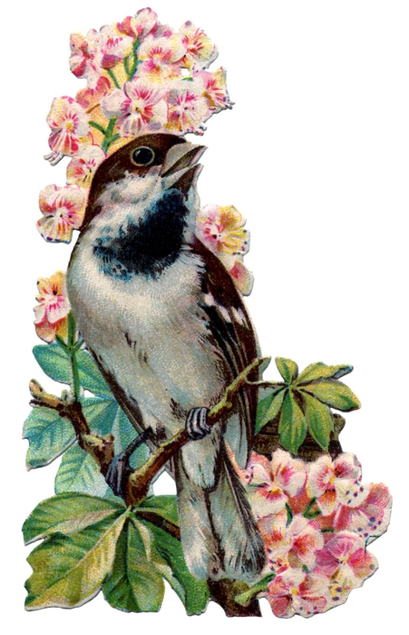 birds and flowers vintage image graphicsfairy5b (451x700, 207Kb)