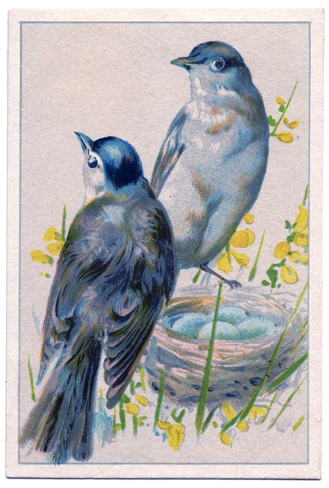 Birds-BlueEggs-vintageimage-Graphics-Fairy (472x700, 285Kb)