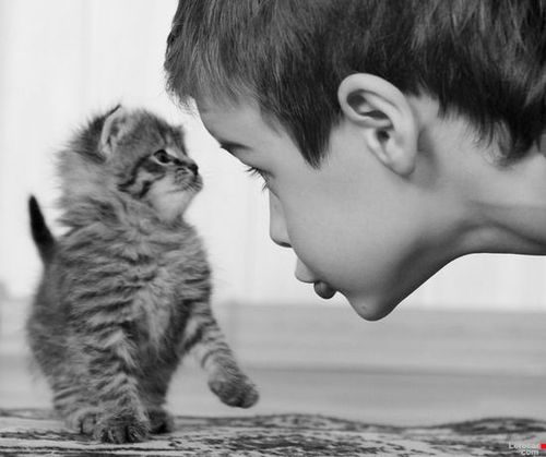 weet_E2_99_A5--_D0_BA_D0_BE_D1_88_D0_BA_D0_B8--funny-animals--cute--kittens--Best-Buddies--mifotos--fave--mmmmm--fav2--greco--Kids-_)--My-3-kitty_5C_large (500x419, 28Kb)