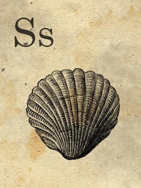 s - sweetly scrapped - sea shell (288x384, 126Kb)