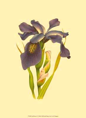 446003_Iris-Bloom-V (292x400, 9Kb)