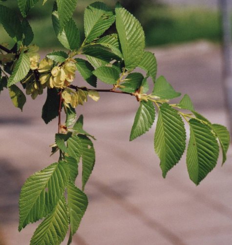 6626250_alder_catkins_fellows_gardens_trinity_college_cambridge-600 (475x500, 45Kb)