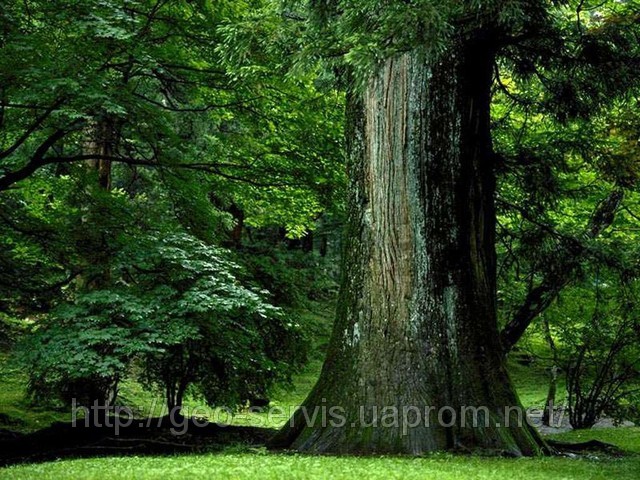 pica4u.ru_1201978288frame_it_like_a_tree_by_x_horizon (640x480, 138Kb)