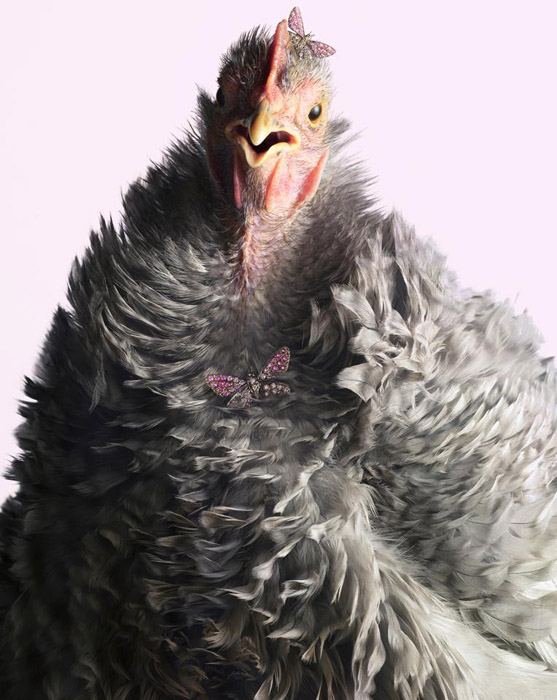 Luxury-Chicks-4 (557x700, 125Kb)
