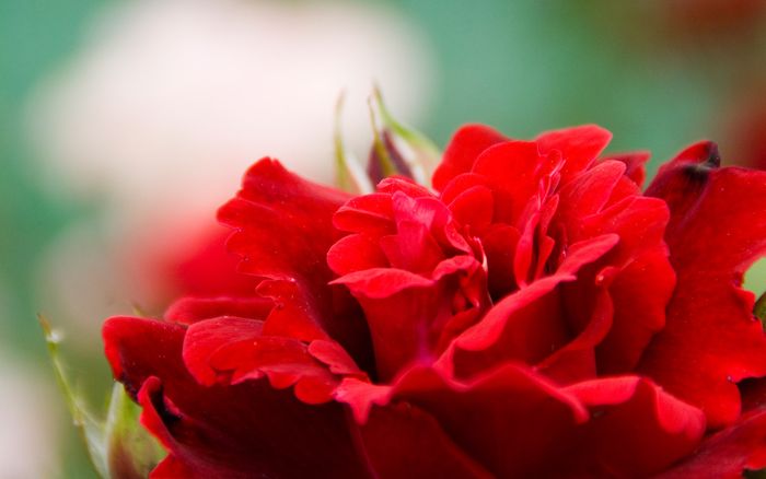 red-rose-10_conson_nc_display (700x438, 29Kb)